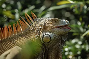 Alajuela Province Prints: Green Iguana (Iguana iguana), Alajuela Province, Costa Rica, Central America
