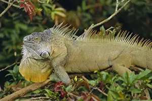 Green Iguana (Iguana iguana), basking in tree foliage, Muelle San Carlos