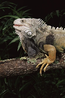 Center Prints: Green iguana (Iguana iguana) in captivity