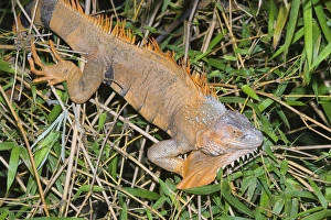 Arenal Prints: Green Iguana (Iguana Iguana), La Fortuna, Arenal, Costa Rica, Central America
