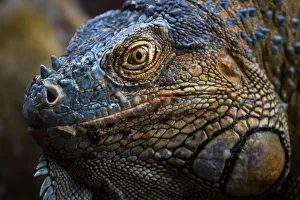 Alajuela Province Prints: Green iguana (Iguana iguana) near La Fortuna, Arenal, Alajuela Province, Costa Rica