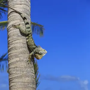 Iguana Iguana Prints: Green iguana (iguana iguana) in profile with raised head against blue sky