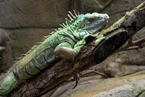 Heat Prints: Green iguana (Iguana iguana), ZooParc de Beauval