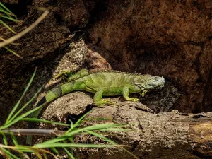 Sumidero Prints: Green iguana at Sumidero Canyon, Chiapas State, Mexico