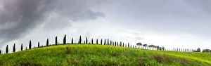 Cypress Tree Prints: Green landscape with cypress trees and rolling hills, Tuscany, Italy, Europe