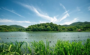 Hangzhou Prints: Green landscape with lake and lush hills in Hangzhou, Zhejiang, China, Asia