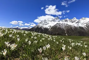 Crocus Prints: Green meadows covered with blooming crocus framed by snowy peaks in spring, Barchi