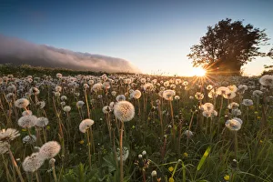 Nordland County Gallery: Green meadows of dandelions framed by the midnight sun, Fredvang, Moskenesoya, Nordland county