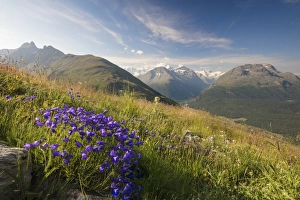 Wild Flower Prints: Green meadows and flowers frame the high peaks