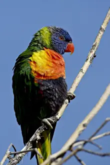 Multi Colored Prints: Green-Naped Lorikeet (Trichoglossus haematodus haematodus) in captivity