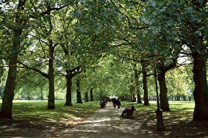 Green Park, London, England, United Kingdom, Europe