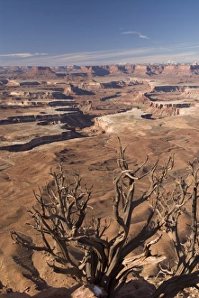 Images Dated 30th October 2009: Green River Overlook with remains of Utah Juniper tree (Juniperus osteosperma) in foreground