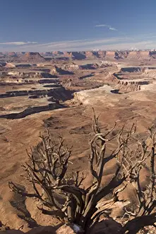 Dead Tree Prints: Green River Overlook with remains of Utah Juniper tree (Juniperus osteosperma) in foreground