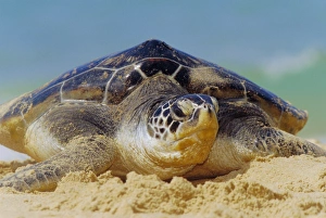 Reptile Head Prints: Green Sea Turtle