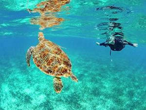 Gear Prints: Green sea turtle (Chelonia mydas)