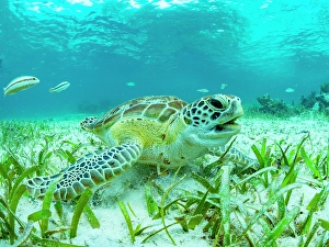 Organism Prints: Green sea turtle (Chelonia mydas)