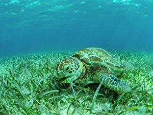 Chelonia Prints: Green sea turtle (Chelonia mydas)