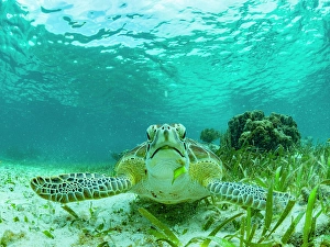 Chelonia Prints: Green sea turtle (Chelonia mydas)