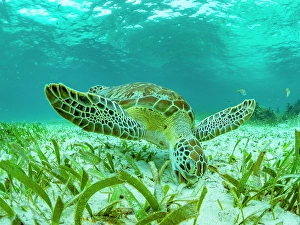 Beds Prints: Green sea turtle (Chelonia mydas)