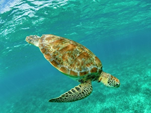 Chelonia Prints: Green sea turtle (Chelonia mydas)