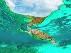 Aquarium Prints: Green sea turtle (Chelonia mydas)