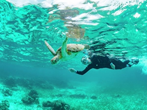 Adventures Prints: Green sea turtle (Chelonia mydas)