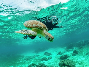 Gear Prints: Green sea turtle (Chelonia mydas)
