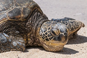 Lying On Front Prints: A green sea turtle (Chelonia mydas) on Laniakea Beach, North Shore, Oahu, Hawaii