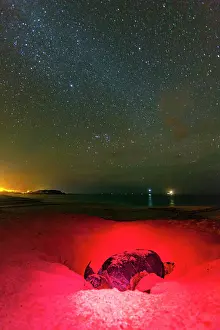 Sandy Beach Prints: Green Sea Turtle (Chelonia mydas) nesting site at night on Long Beach on Ascension Island