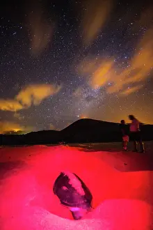 Nature Lovers Prints: Green Sea Turtle (Chelonia mydas) nesting site at night on Long Beach on Ascension Island