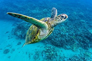 Green sea turtle (Chelonia mydas) underwater, Maui, Hawaii, United States of America, Pacific