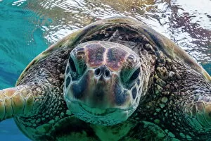 Head And Shoulders Gallery: Green sea turtle (Chelonia mydas) underwater, Maui, Hawaii, United States of America, Pacific