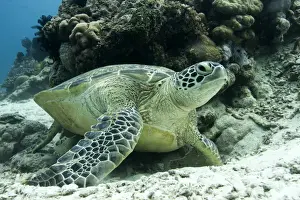 Sabah Prints: Green sea turtles (Chelonia mydas) common around Pom Pom Island
