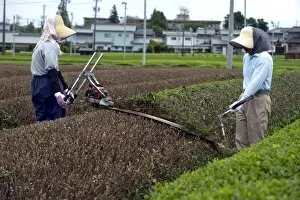 Green tea farmers pruning tea bushes in the Makinohara tea fields of Shizuoka Prefecture