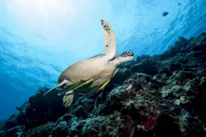 Green turtle (Chelonia mydas) with remoras (Rachyucentron canadum), Sulawesi, Indonesia, Southeast Asia, Asia