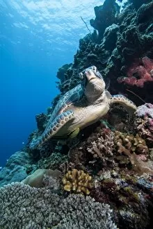 Images Dated 31st May 2008: Green turtle (Chelonia mydas), Sulawesi, Indonesia, Southeast Asia, Asia