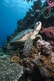 Images Dated 31st May 2008: Green turtle (Chelonia mydas), Sulawesi, Indonesia, Southeast Asia, Asia
