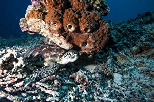 Images Dated 31st May 2008: Green turtle (Chelonia mydas), Sulawesi, Indonesia, Southeast Asia, Asia