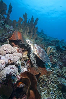 Images Dated 31st May 2008: Green turtle (Chelonia mydas), Sulawesi, Indonesia, Southeast Asia, Asia