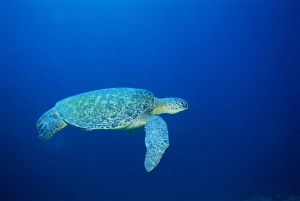 Mydas Prints: Green Turtle swimming