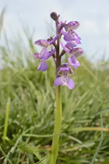 Green-winged orchid (Orchis) (Anacamptis morio) flowering in a traditional hay meadow