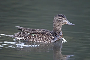 Duck Prints: Green-winged teal (Anas crecca) hen swimming, Pike and San Isabel National Forest