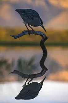 Wildlife Reserve Prints: Greenbacked (striated) heron (Butorides striatus), Zimanga private game reserve