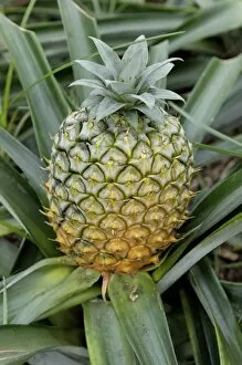 Greenhouse cultivation of pineapple, Faja da Baixo, Sao Miguel Island, Azores