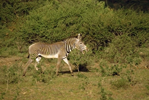 Grevy zebra