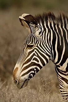 Images Dated 26th September 2007: Grevys zebra (Equus grevyi), Samburu National Reserve, Kenya, East Africa, Africa