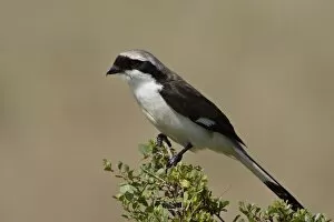 Images Dated 9th October 2007: Grey-Backed Fiscal (Lanius excubitoroides), Masai Mara National Reserve