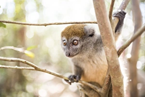 Grey bamboo lemur (Hapalemur), Lemur Island, Andasibe, Eastern Madagascar, Africa