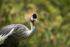 Shorebird Prints: Grey crowned crane (Balearica regulorum), Uganda, Africa