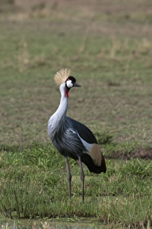 Images Dated 6th October 2009: Grey-crowned crane (Balearica regulorum), Masai Mara, Kenya, East Africa, Africa